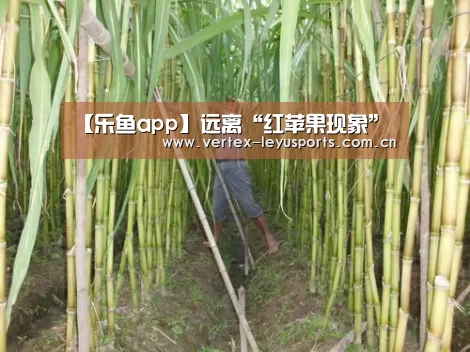 【乐鱼app】远离“红苹果现象”(图1) 乐鱼官网